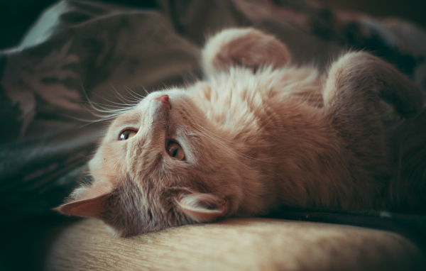 Красивый рыжий кот лежит на диване