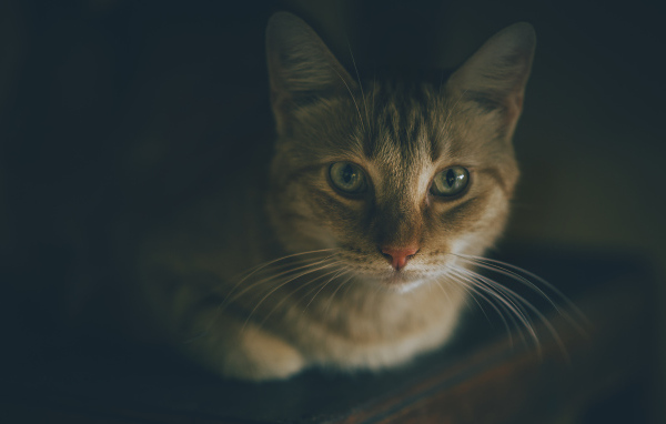 Красивый рыжий кот фото крупным планом