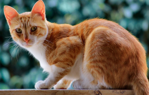 Красивый рыжий кот с длинными усами