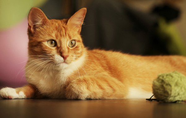 Красивый рыжий кот с игрушкой 