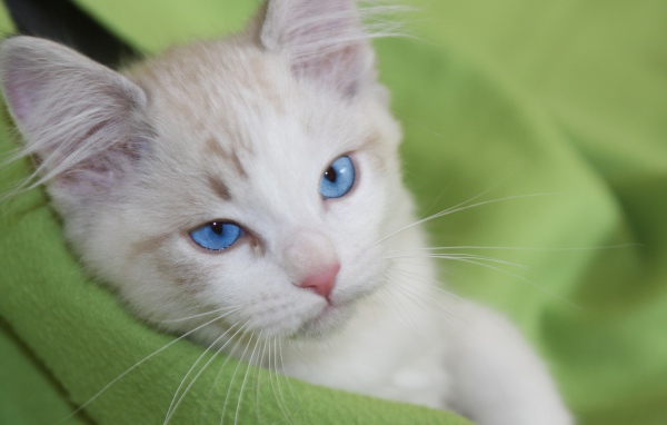 Красивый взгляд голубоглазой кошки