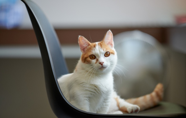 Красивый белый с рыжим кот на стуле