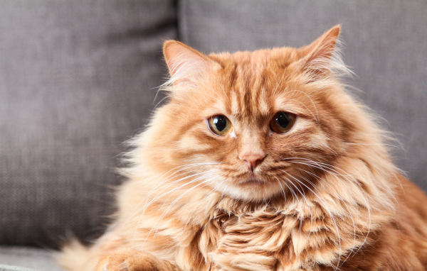 Большой пушистый рыжий кот 