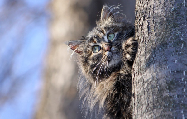 Большой серый кот висит на дереве 