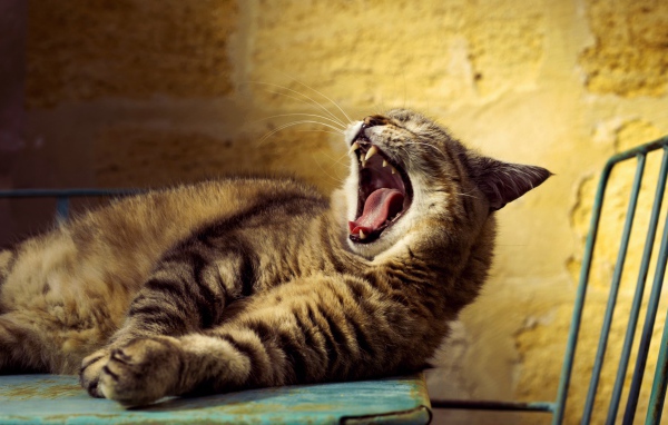Большой серый кот зевает 