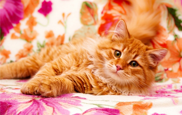 Большой рыжий кот лежит на кровати