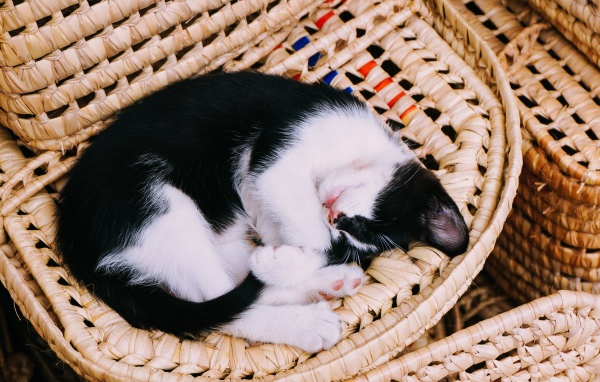 Черно-белый котенок спит в корзине