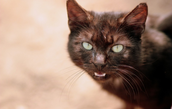 Черный кот мяукает 