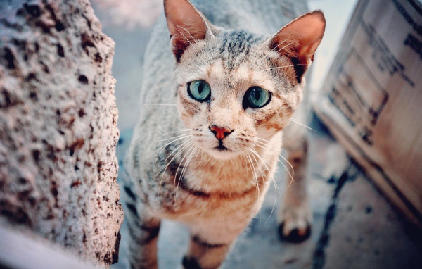 Голубоглазая серая кошка с грустным взглядом