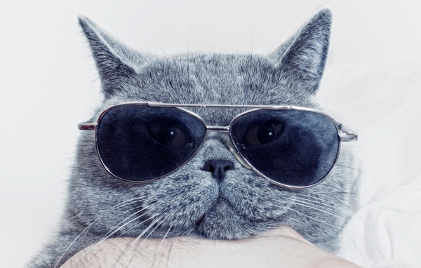 Британский кот в очках
