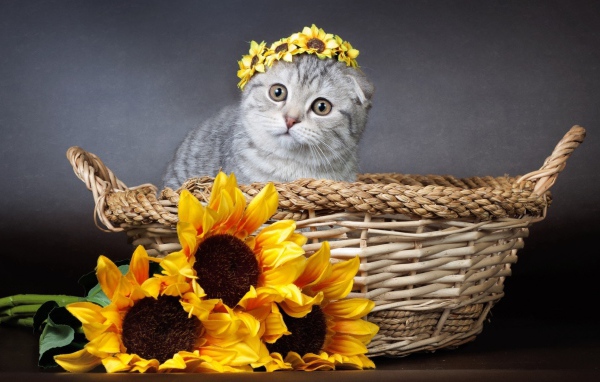 Котенок британец сидит в корзине с цветами