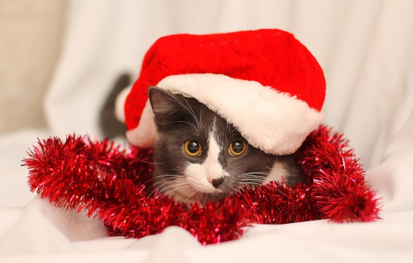 Кот в красной новогодней шапке с мишурой
