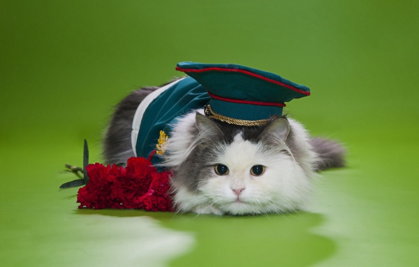 Кот в военной фуражке с красными гвоздиками