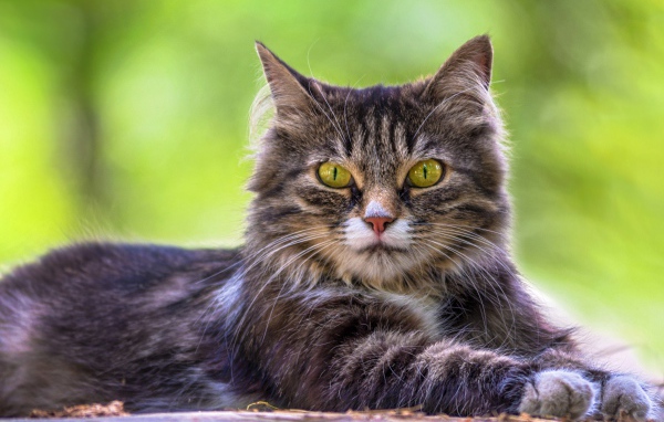 Недовольный серый кот с желтыми глазами 