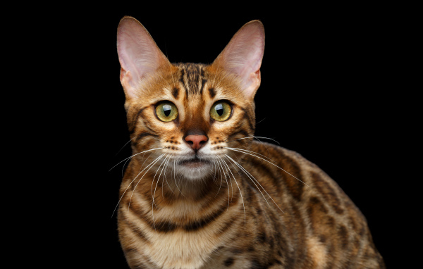 Дорогая Бенгальская кошка на черном фоне