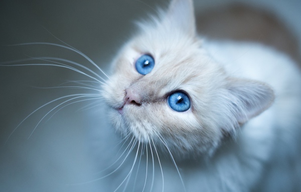 Выразительный взгляд красивой голубоглазой кошки