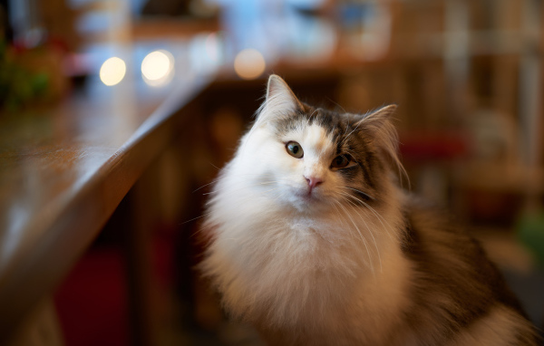 Пушистый красивый кот сидит у стола 