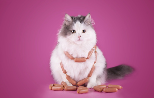 Пушистый кот с сосисками на розовом фоне