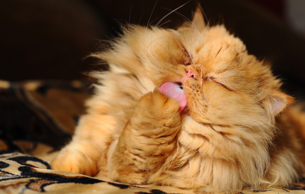 Пушистый рыжий персидский кот облизывает лапу