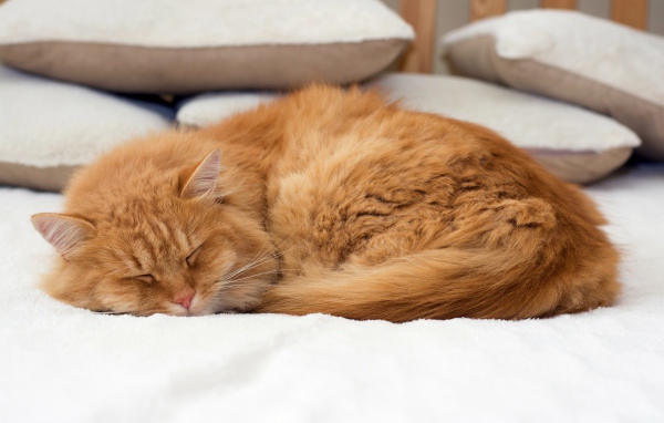 Пушистый рыжий кот спит на кровати 