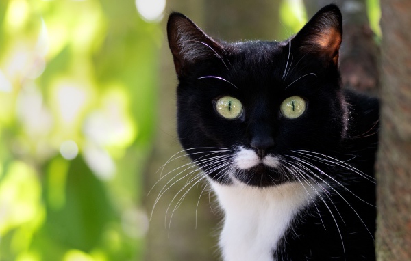 Испуганный черно белый кот с длинными усами 