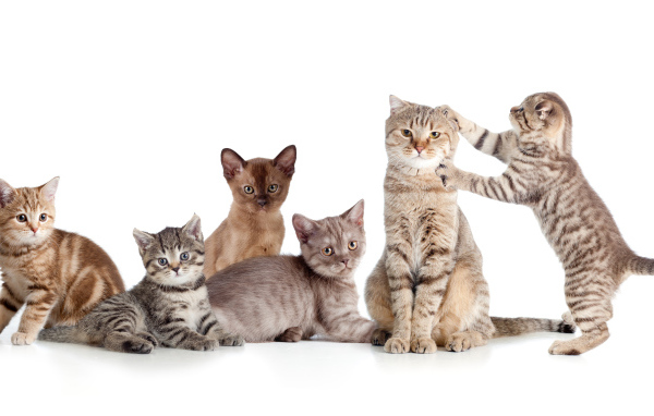 Забавные маленькие котята на белом фоне
