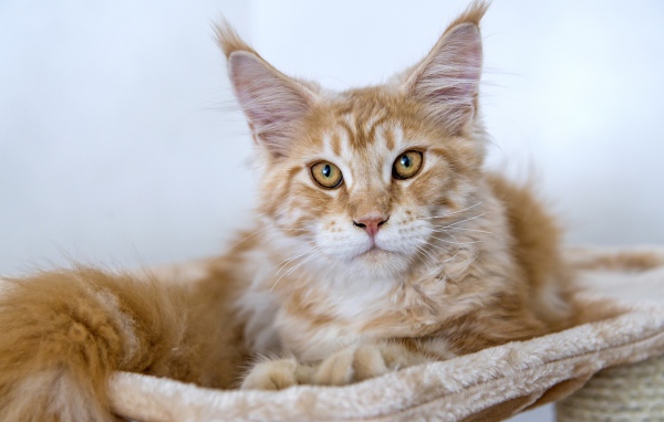 Пушистый рыжий кот породы мейн кун