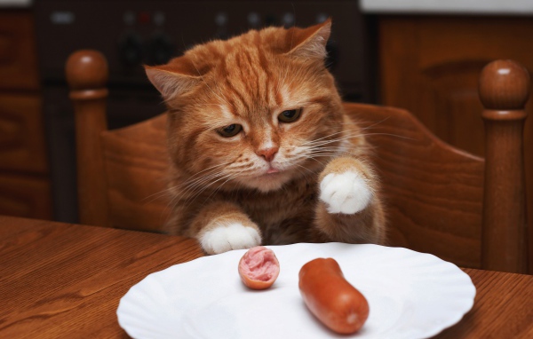 Рыжик кот ворует сосиску с тарелки на столе