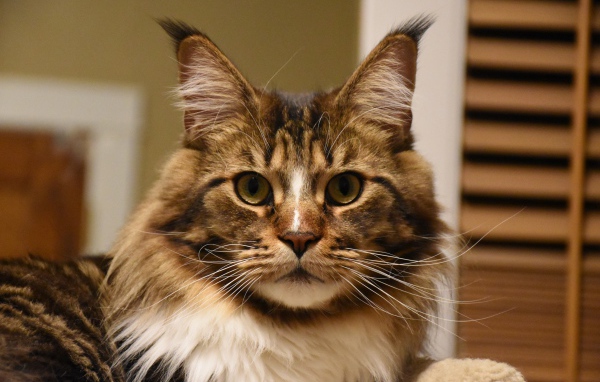 Серый красивый кот мейн кун крупным планом 