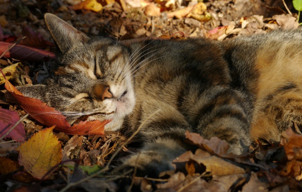 Серый красивый кот спит на желтой опавшей листве