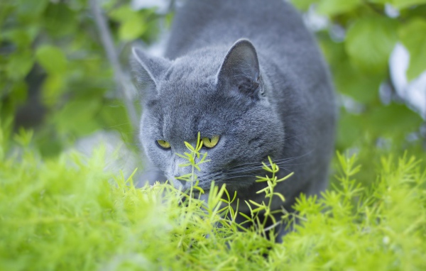 Серый кот британец ест зеленую траву