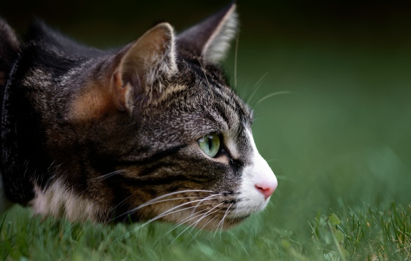 Серый кот охотится в зеленой траве 