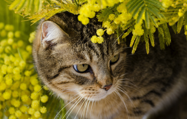 Серый кот в ветках мимозы