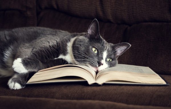 Серый кот лежит на книге на диване
