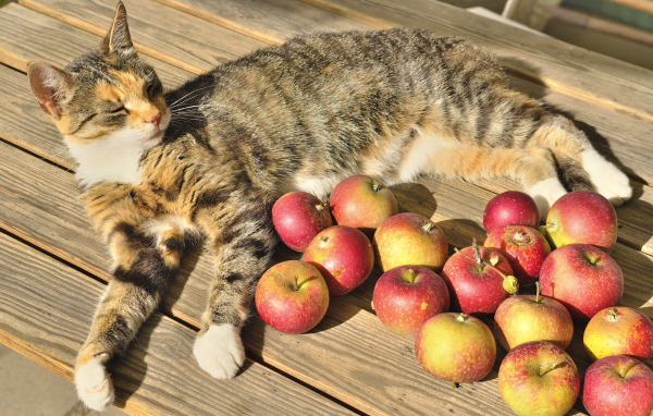 Gray cat lies on the table with red apples