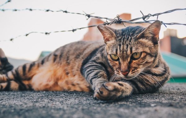 Серый кот лежит под колючей проволокой