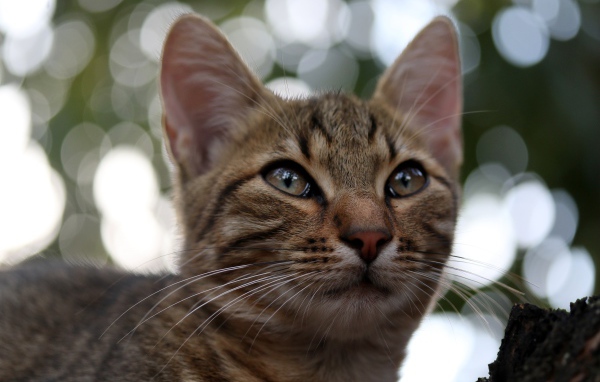 Серый кот дремлет на дереве