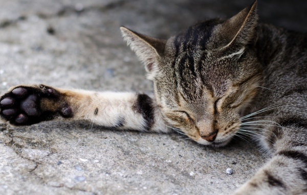 Спящий серый кот на асфальте