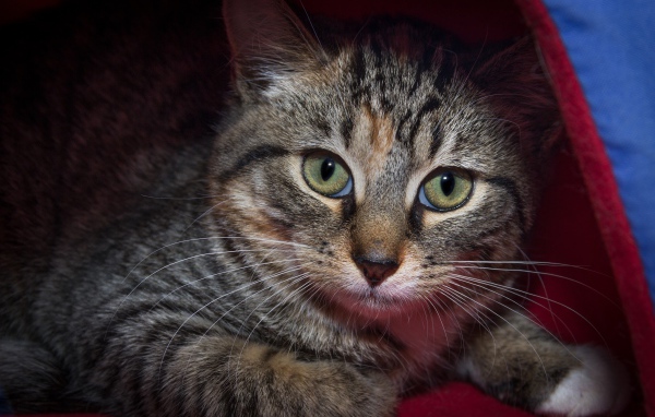 Серый зеленоглазый кот лежит под одеялом