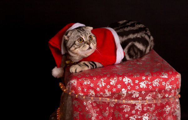 Серый породистый кот в новогоднем костюме на черном фоне