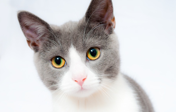 Голова серого с белым кота с желтыми глазами