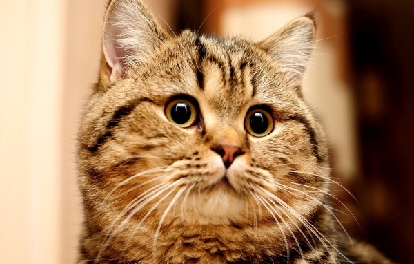 Большой серый кот с удивленным взглядом