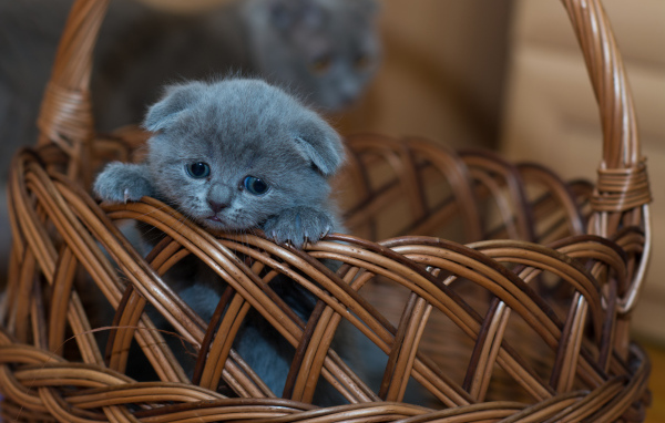 Маленький британский вислоухий котенок в корзине