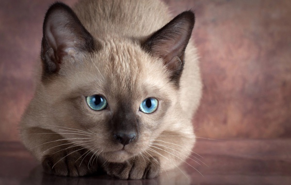 Маленький голубоглазый сиамский котенок