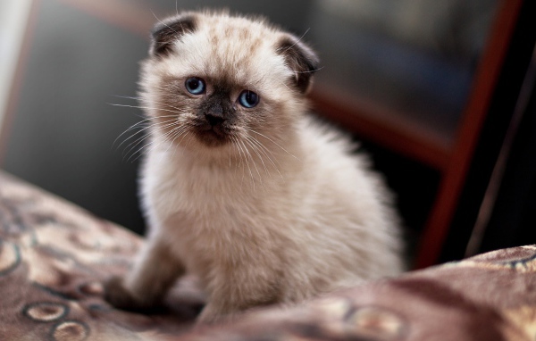 Маленький голубоглазый вислоухий котенок