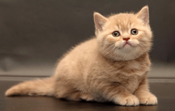 Маленький милый рыжий котенок на сером фоне