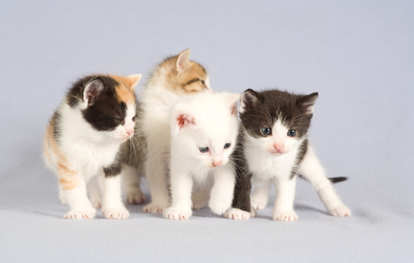 Маленькие милые котята на сером фоне