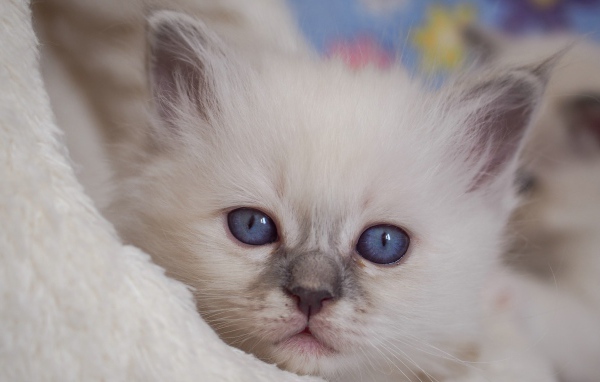Маленький милый голубоглазый котенок