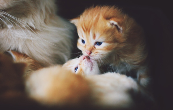 Маленькие милые рыжие котята