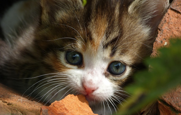 Маленький забавный котенок